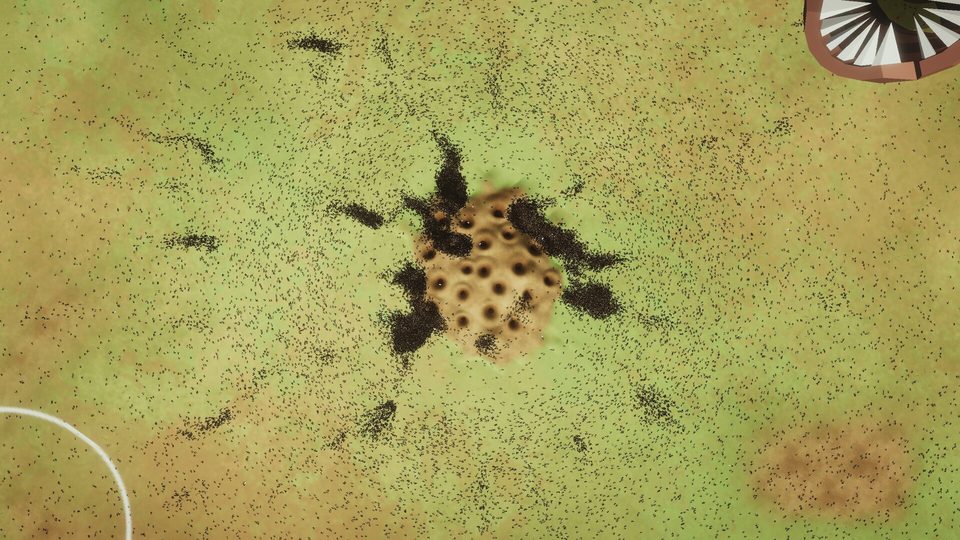 Top-down view of ant trails radiating from the nest